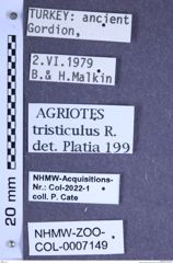 Etiketten zu Agriotes tristiculus (Reitter, 1906) (NHMW-ZOO-COL-0007149)